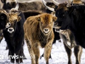 Oostvaardersplassen: el experimento salvaje que sacudió Europa