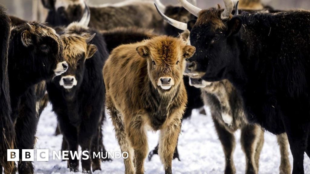 Oostvaardersplassen: el experimento salvaje que sacudió Europa