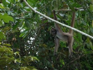 Monos araña café de Colombia: la lucha por salvarlos del olvido