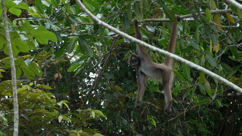 Monos araña café de Colombia: la lucha por salvarlos del olvido