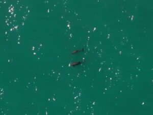 La vaquita marina: menos de 10 ejemplares y al borde del abismo