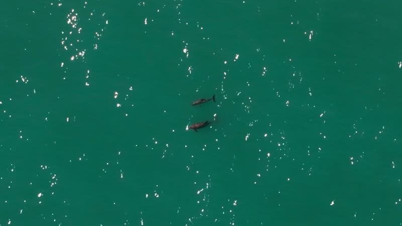 La vaquita marina: menos de 10 ejemplares y al borde del abismo