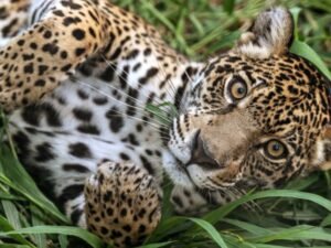 El jaguar recupera terreno en México y Argentina tras años de declive