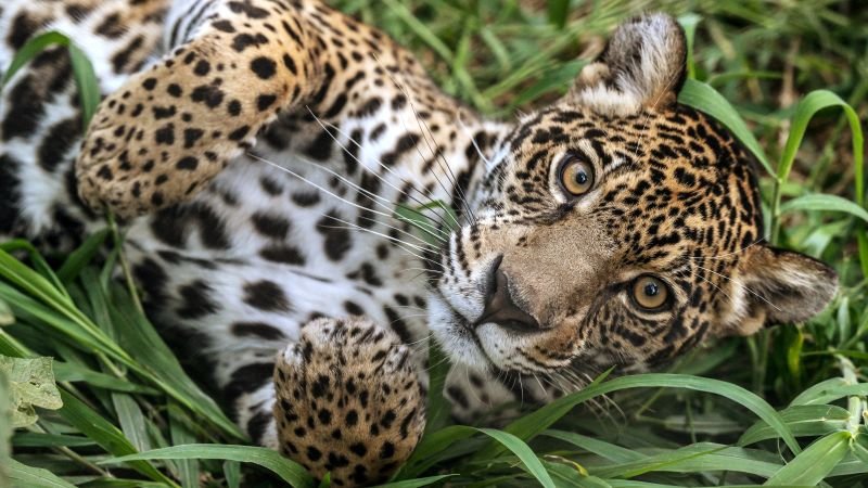 El jaguar recupera terreno en México y Argentina tras años de declive