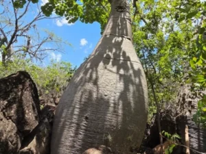 Biopriming: la técnica que busca salvar la ceiba barrigona del Chicamocha