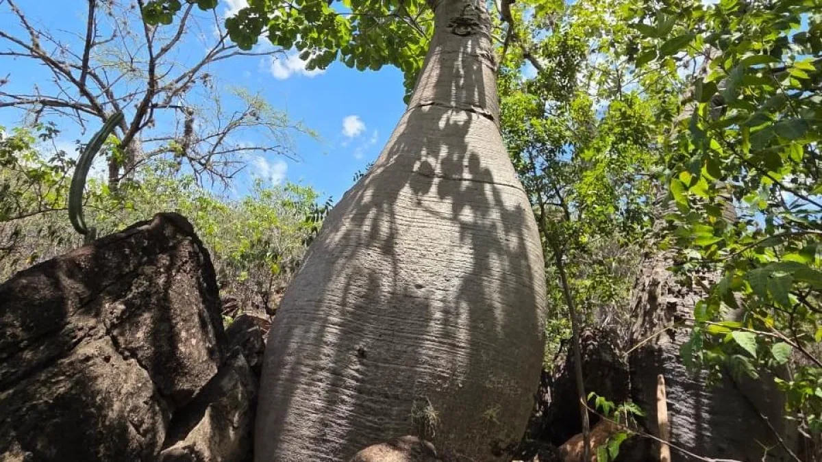 Biopriming: la técnica que busca salvar la ceiba barrigona del Chicamocha