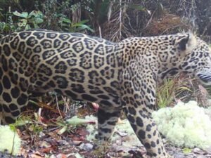 Jaguar de las nubes reaparece en Honduras tras una década sin rastro