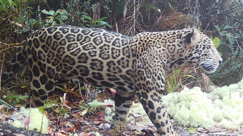 Jaguar de las nubes reaparece en Honduras tras una década sin rastro