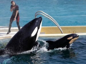 Polémica por el traslado de dos orcas de Francia a Loro Parque