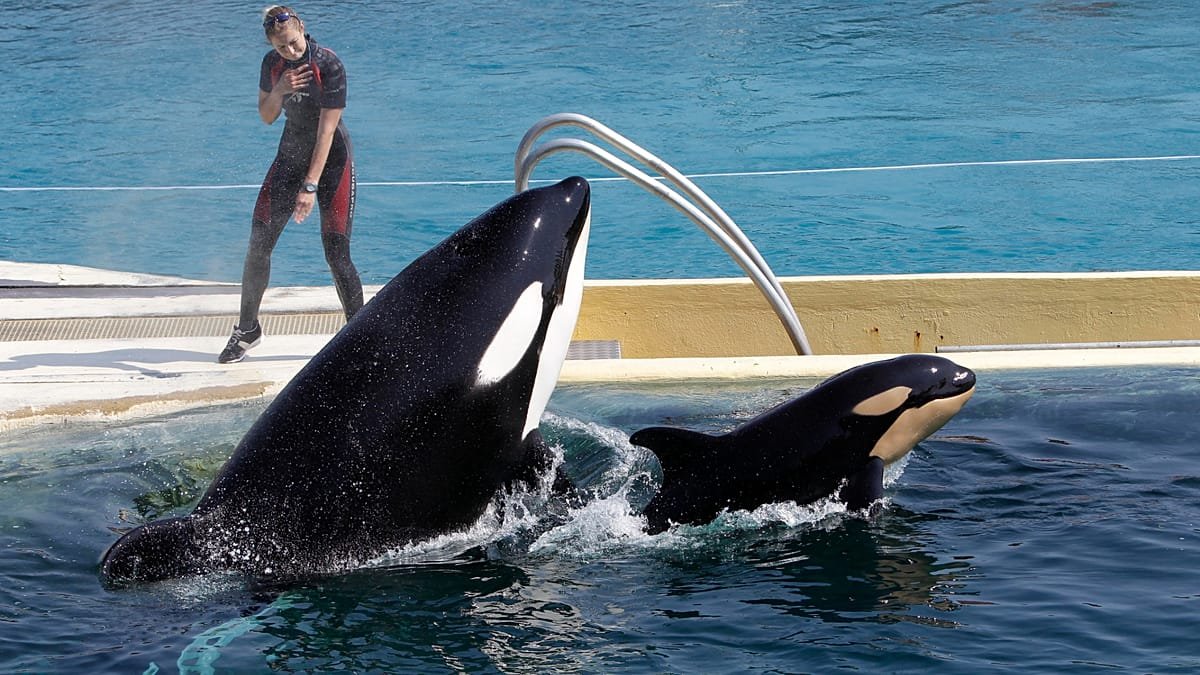 Polémica por el traslado de dos orcas de Francia a Loro Parque