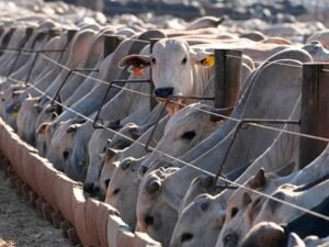 La UE veta la carne de Brasil: antibióticos en el centro del debate