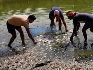India bajo fuego: ola de calor extremo mata peces en Nueva Delhi