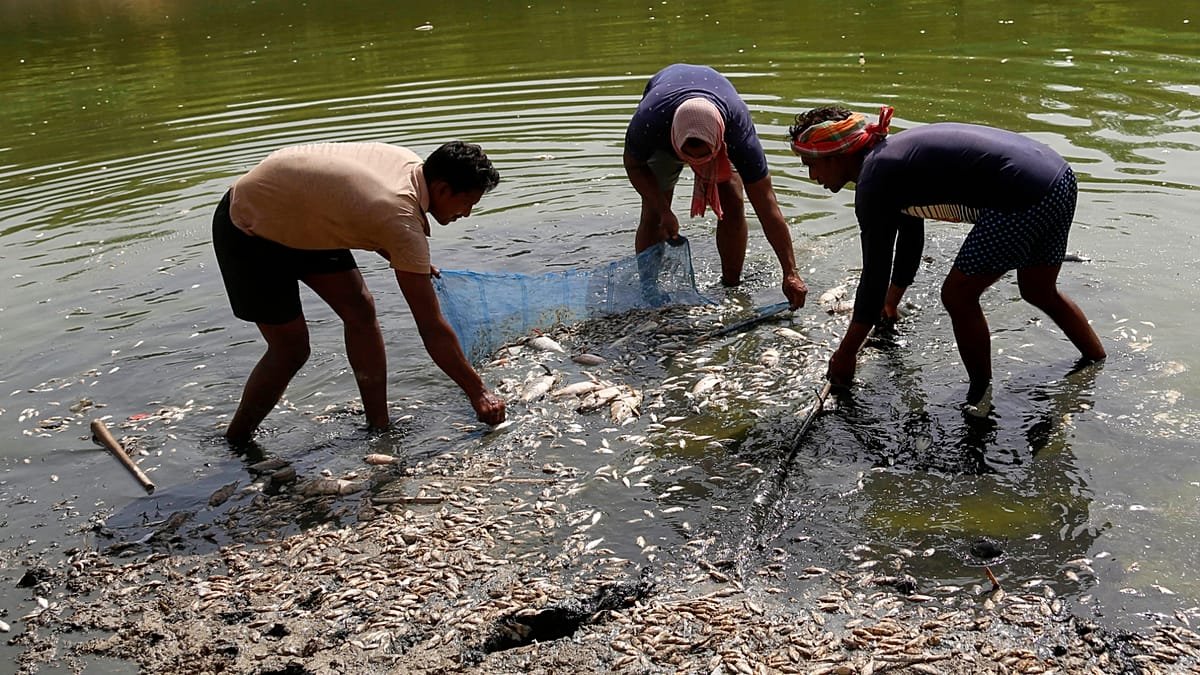 India bajo fuego: ola de calor extremo mata peces en Nueva Delhi
