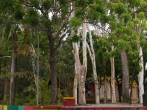 El parque que venció al calor en Barranquilla: lección desde Rebolo