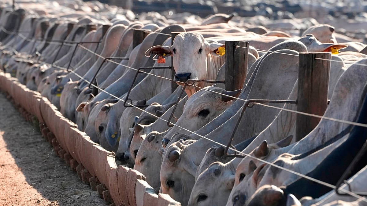 La UE veta la carne brasileña: antibióticos y bienestar animal en debate