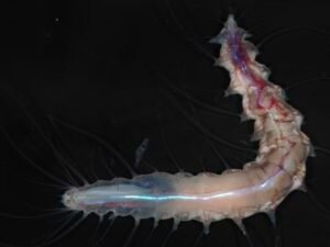 Descubren más de 1.100 nuevas especies oceánicas insólitas en un año