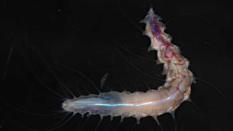 Descubren más de 1.100 nuevas especies oceánicas insólitas en un año