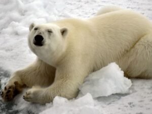 El oso polar ya no convence: buscan nuevas imágenes del clima