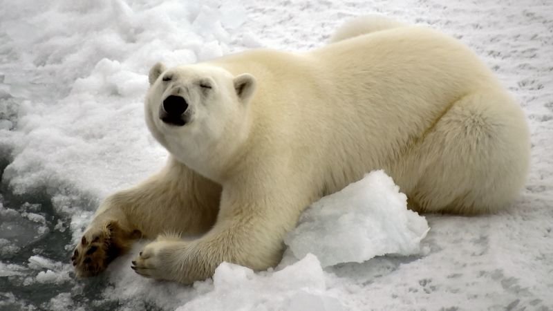 El oso polar ya no convence: buscan nuevas imágenes del clima