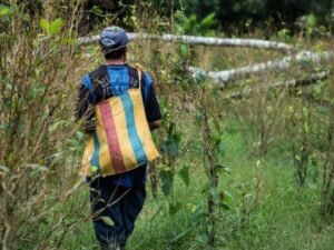 Colombia enviará café de zonas cocaleras a EE.UU. en su último tramo