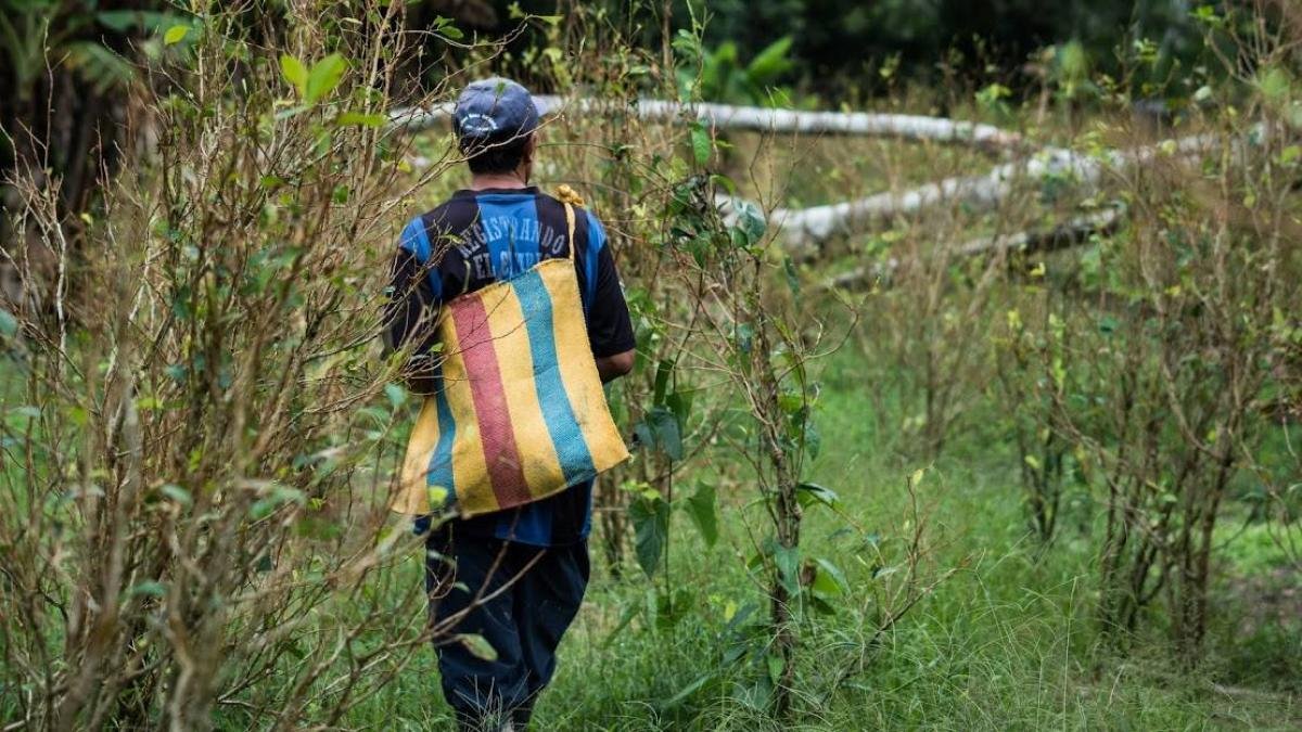 Colombia enviará café de zonas cocaleras a EE.UU. en su último tramo