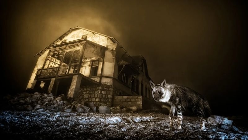 Foto de hiena fantasmal gana el Wildlife Photographer of the Year 2025
