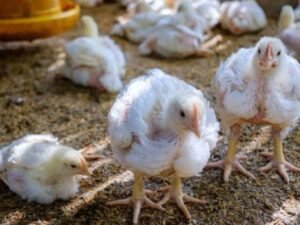 Bloqueos en Buenaventura amenazan seguridad alimentaria avícola