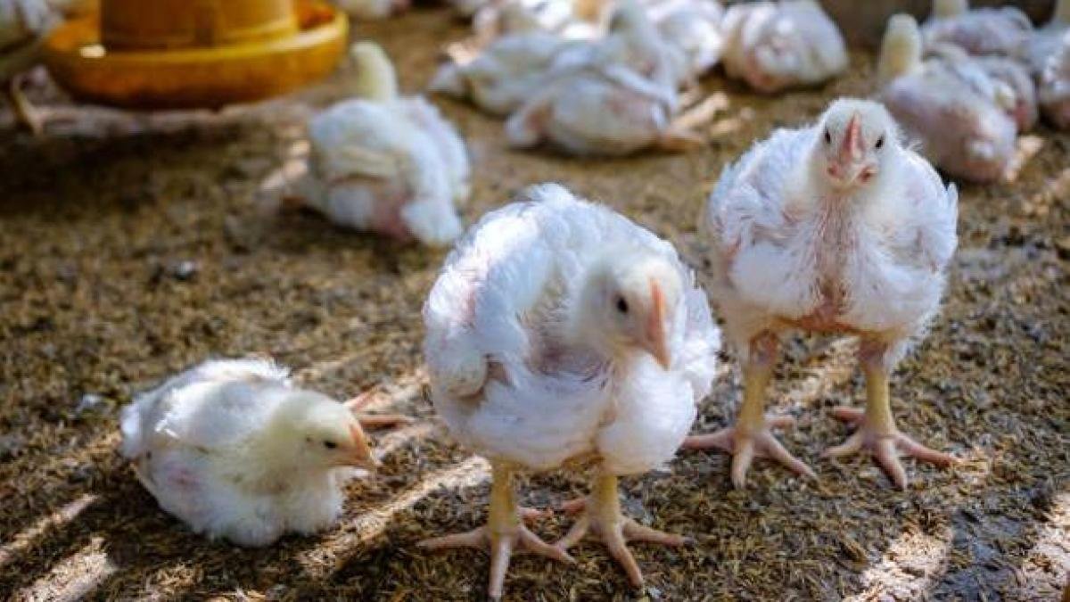 Bloqueos en Buenaventura amenazan seguridad alimentaria avícola