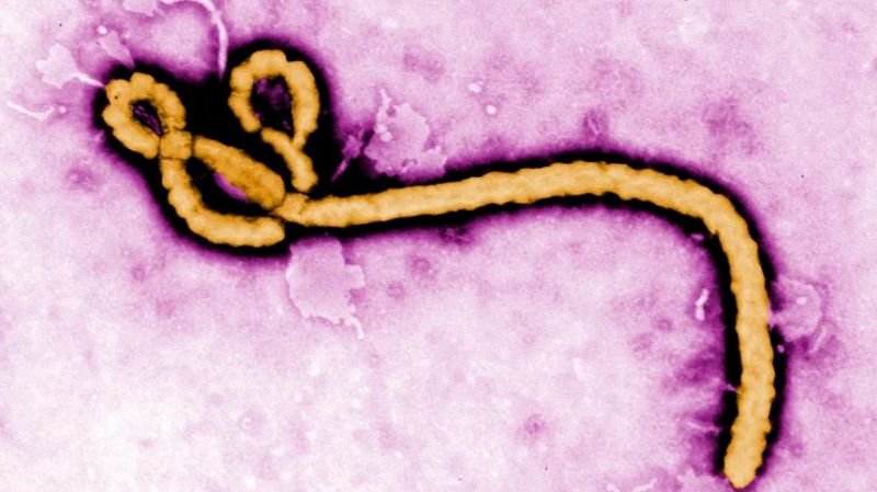 Nuevo brote de ébola en Congo: 65 muertos y 246 casos sospechosos