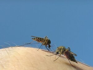 Google quiere liberar 64 millones de mosquitos para salvar vidas