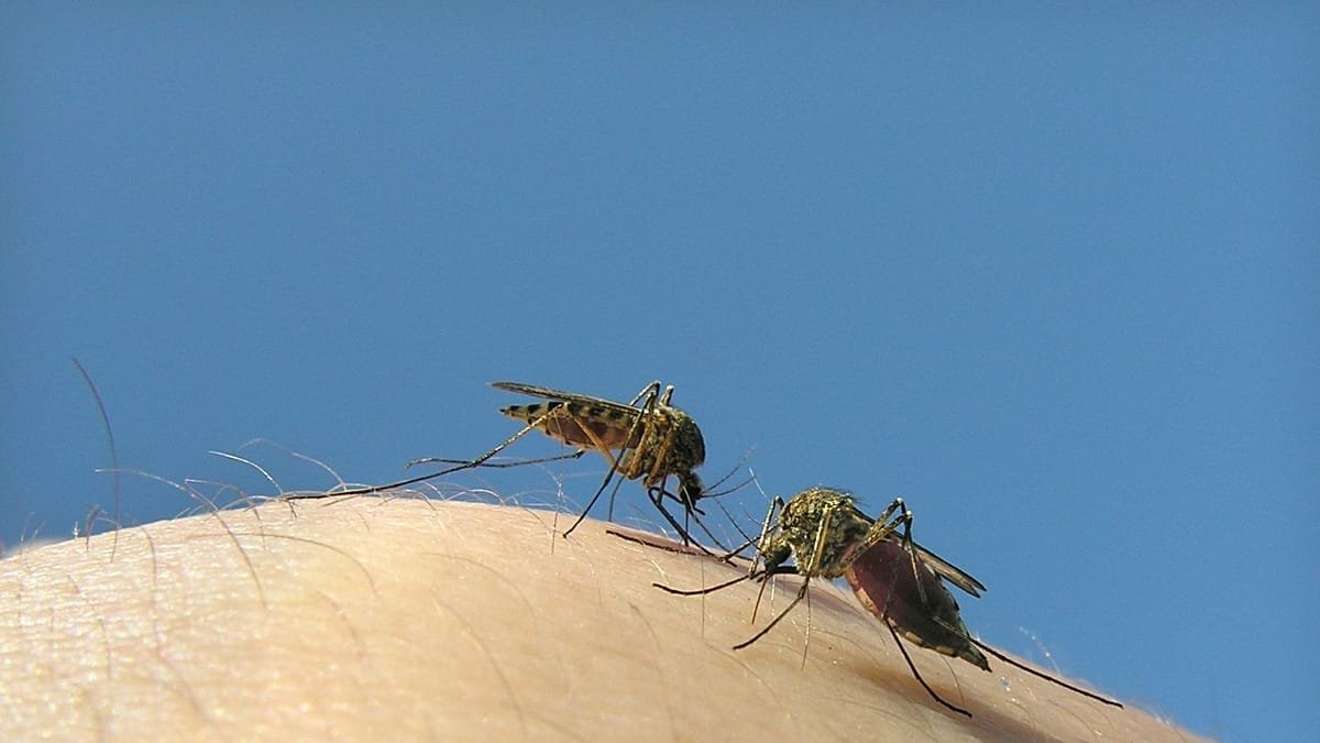 Google quiere liberar 64 millones de mosquitos para salvar vidas