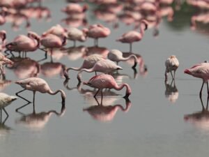 Flamencos rosas conquistan Venecia: 24.000 aves en la laguna