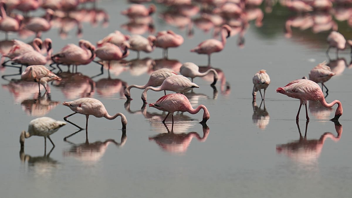 Flamencos rosas conquistan Venecia: 24.000 aves en la laguna