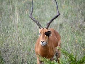 Nairobi: fauna salvaje, café y cultura en el corazón de Kenia