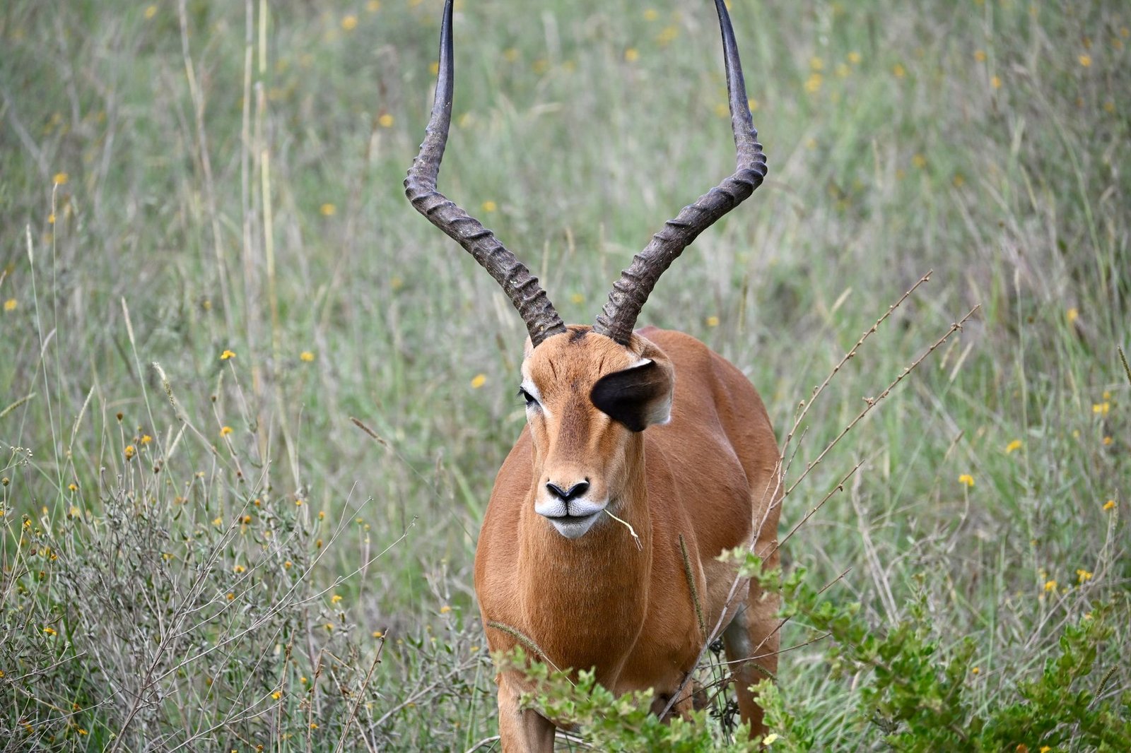 Nairobi: fauna salvaje, café y cultura en el corazón de Kenia
