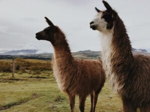 Gaviria llama ‘canallada’ a Petro por insultar a enfermos crónicos