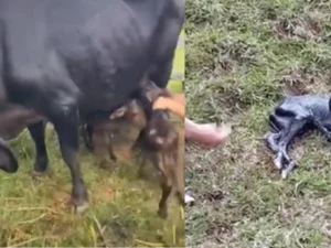 Alicia, la vaca que tuvo cuatrillizos en Antioquia: uno en 700.000