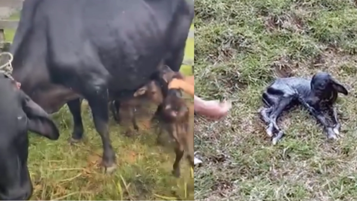 Alicia, la vaca que tuvo cuatrillizos en Antioquia: uno en 700.000