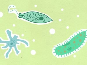 Bacteria carnívora Vibrio amenaza playas europeas por calentamiento