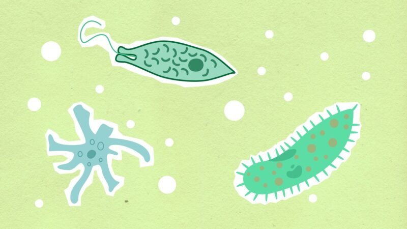 Bacteria carnívora Vibrio amenaza playas europeas por calentamiento