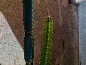 Cómo cuidar orquídeas en Colombia: guía completa
