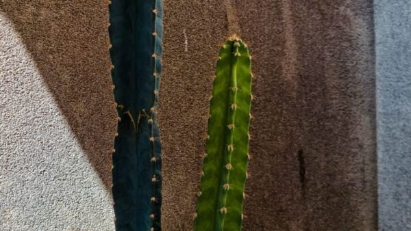 Cómo cuidar orquídeas en Colombia: guía completa