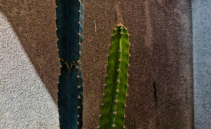 Cómo cuidar orquídeas en Colombia: guía completa