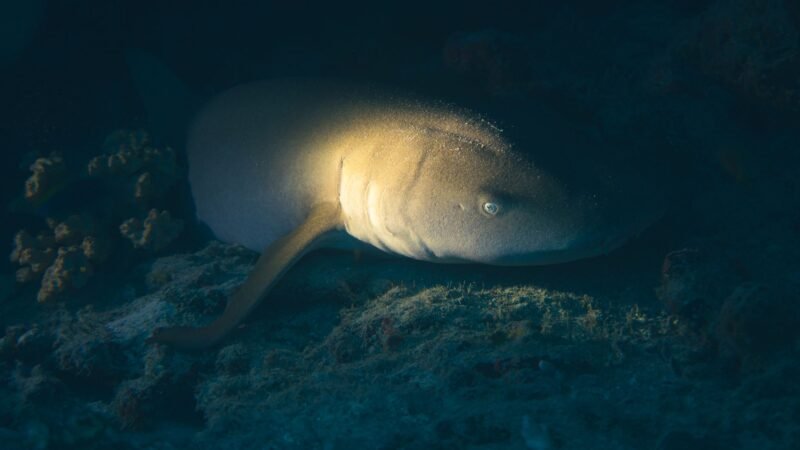 Científicos descubren 8 tiburones dormilones en China