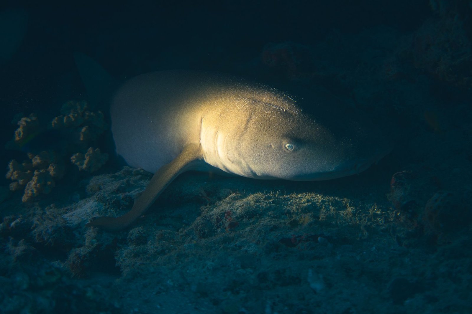 Científicos descubren 8 tiburones dormilones en China
