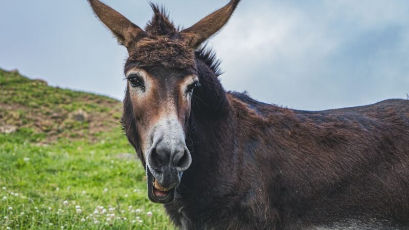 Zanjón del Burro en Cali: obras privadas sin control ambiental
