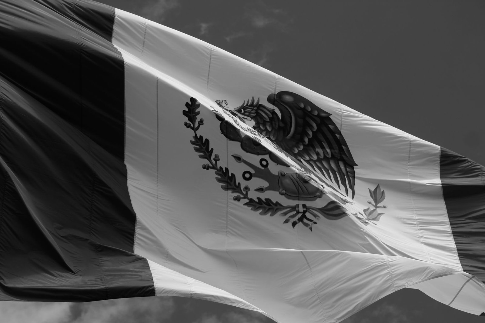 Águila tirana reaparece en Sierra Gorda Querétaro por primera vez