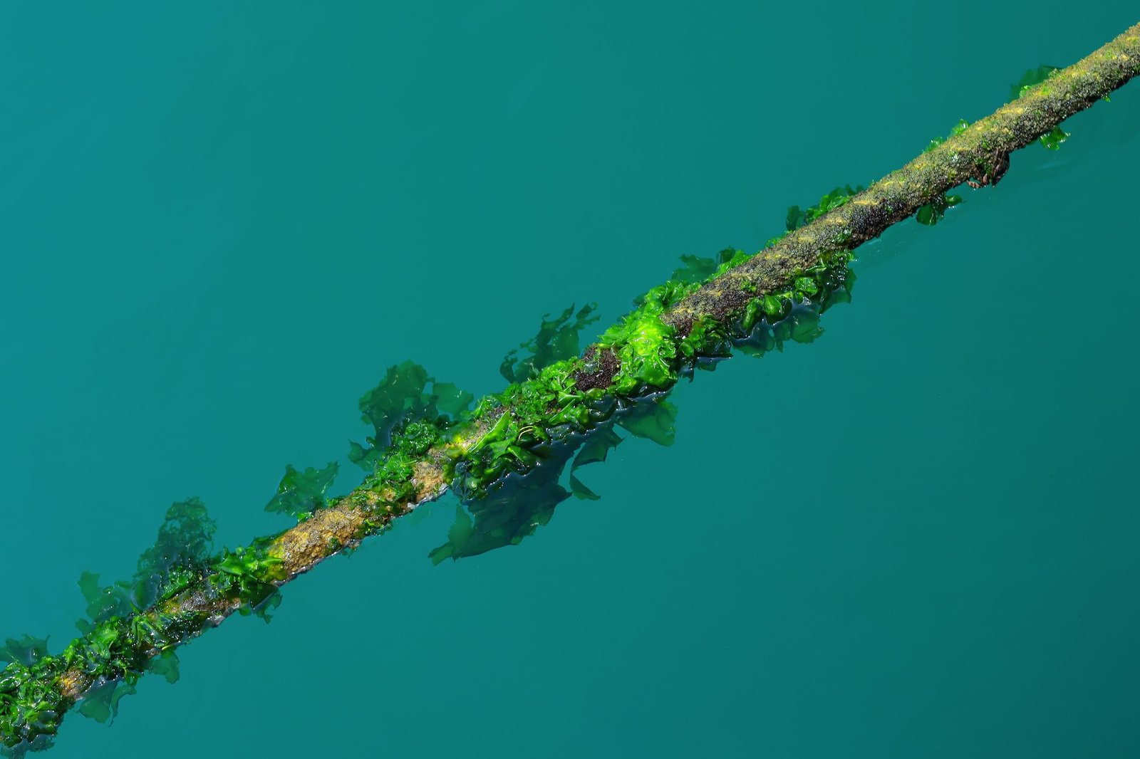 Alga invasora Rugulopteryx okamurae se convierte en alimento para peces en España