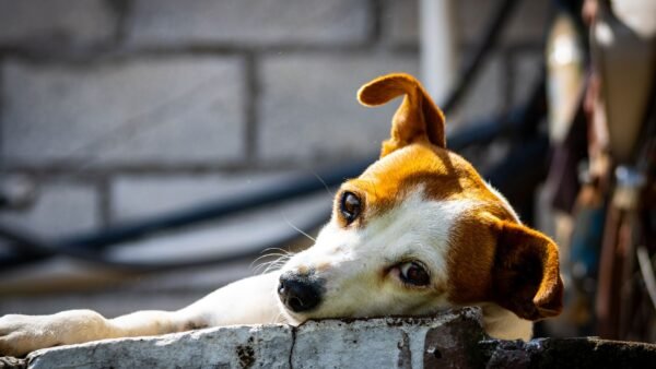 perro emocione demasiado