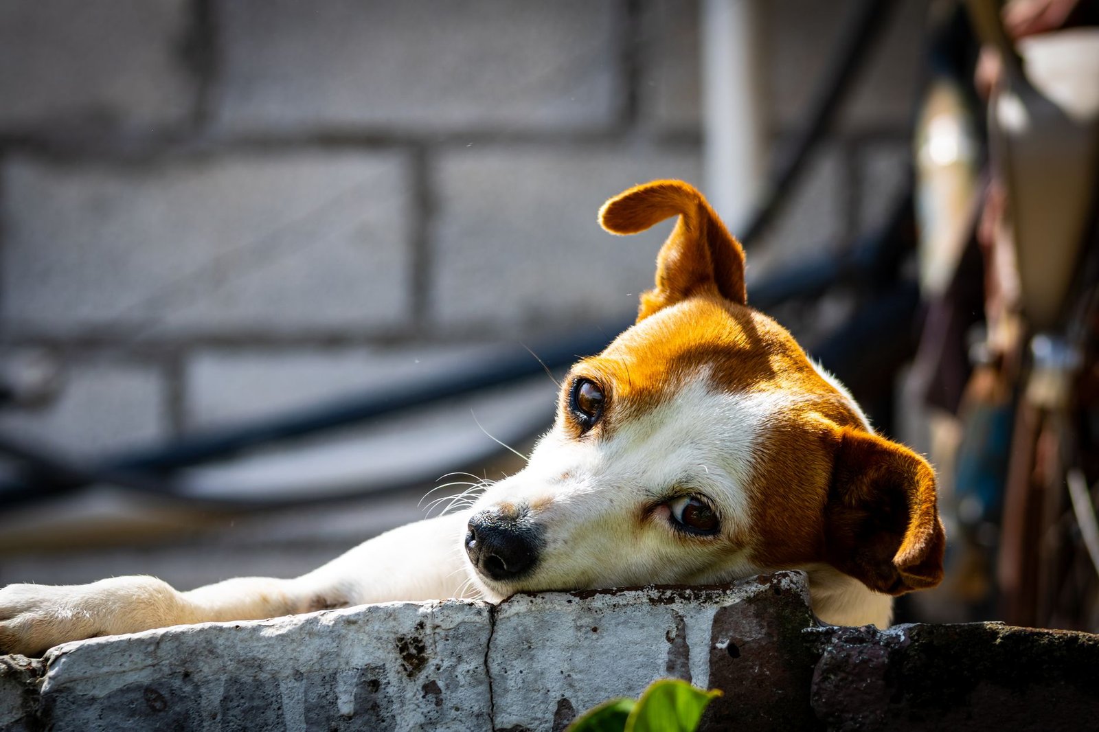 Que tu perro se emocione demasiado cuando llegas a casa no siempre es